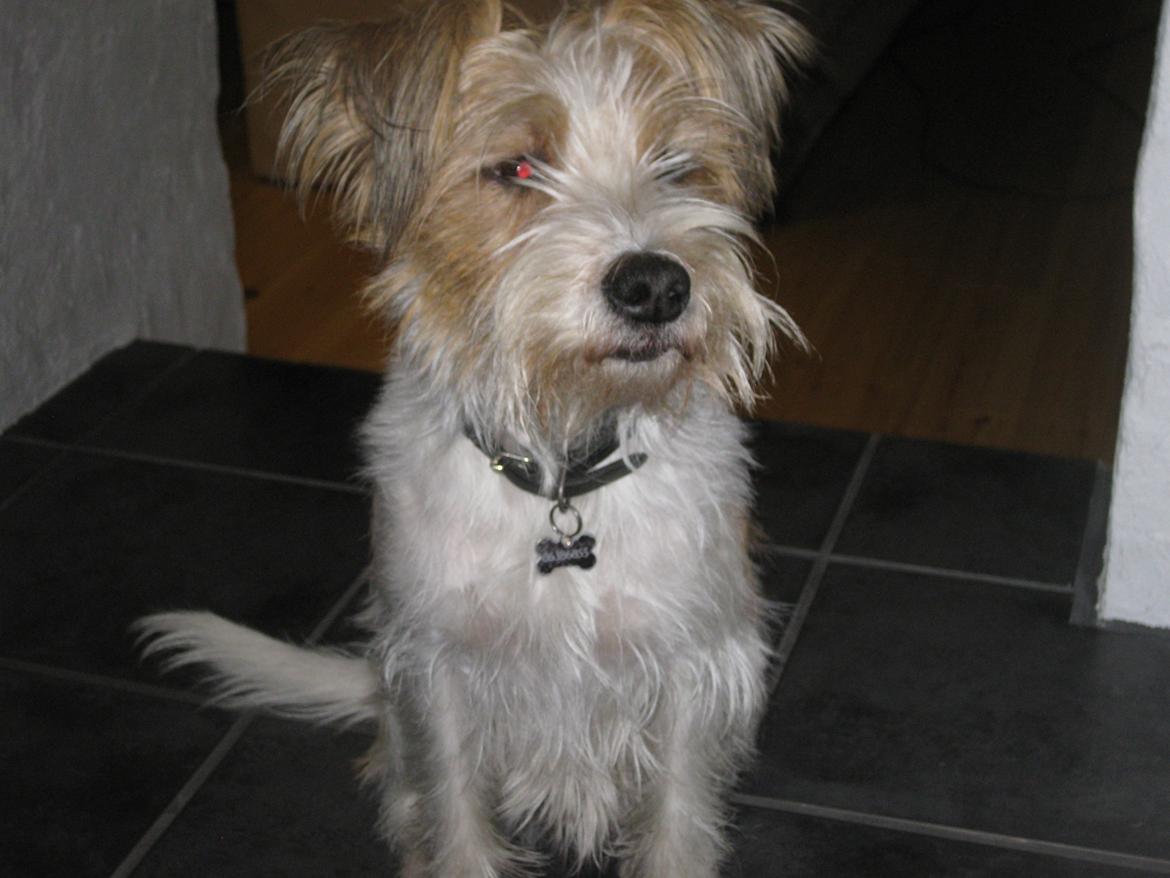 Kromfohrländer Alfrida billede 4