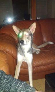 Blanding af racer Cozmo billede 12