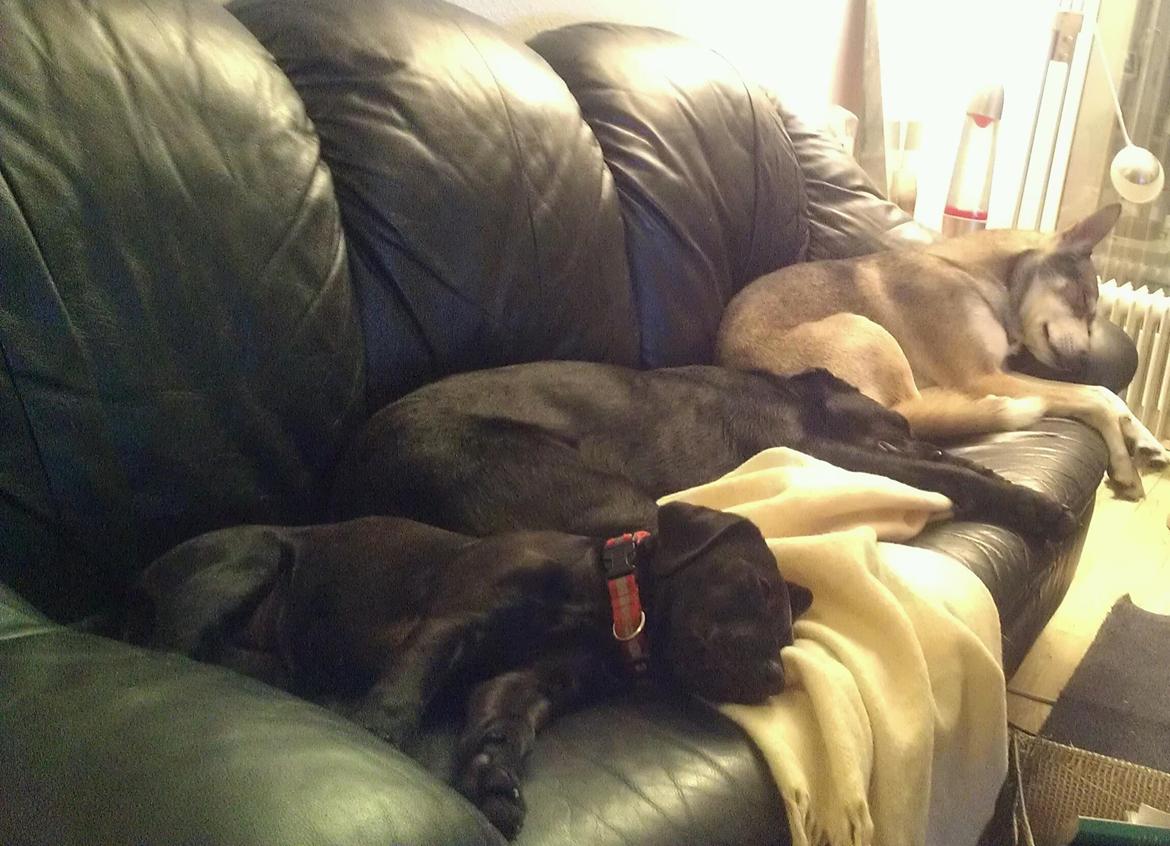 Blanding af racer Cozmo billede 14