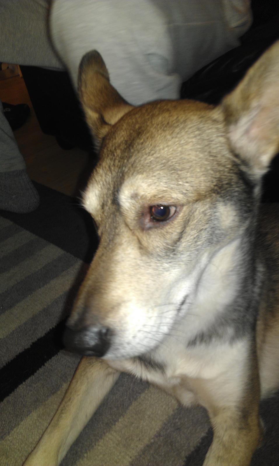 Blanding af racer Cozmo billede 15