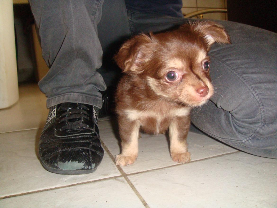 Chihuahua Barbie - Barbie, 6 uger gammel, 2009 billede 20