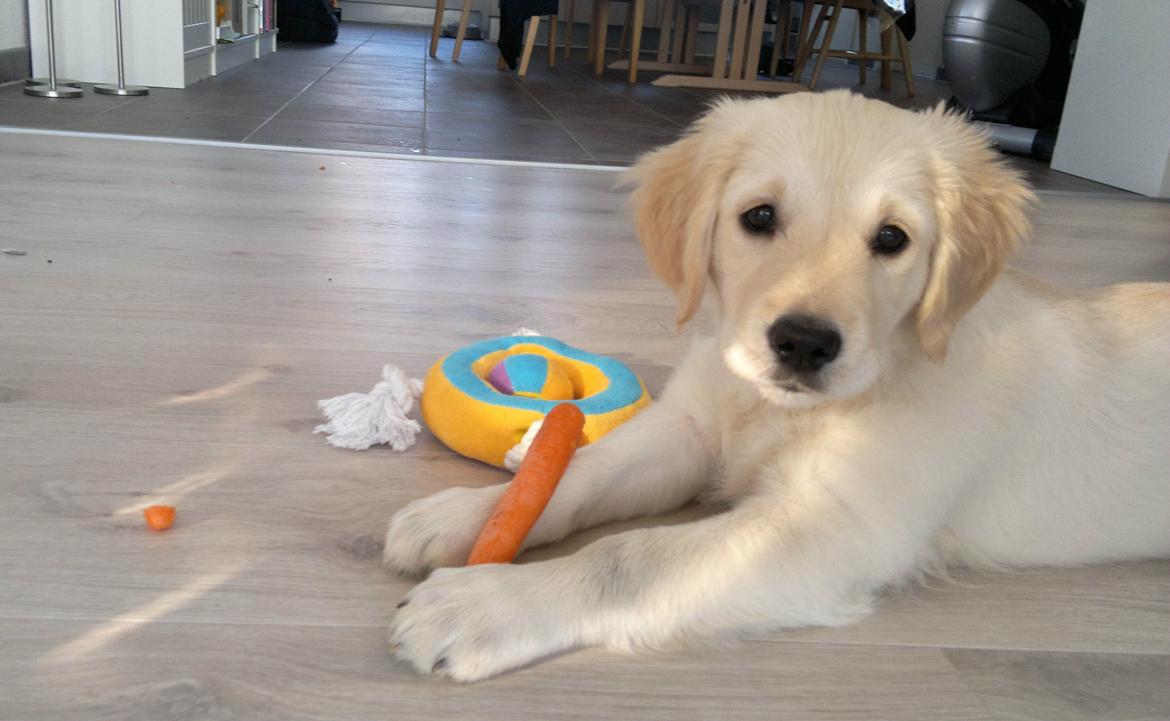 Golden retriever Silke - Hun er da bare DEJLIG<333 billede 1