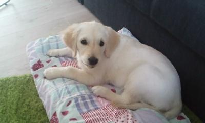 Golden retriever Silke billede 2