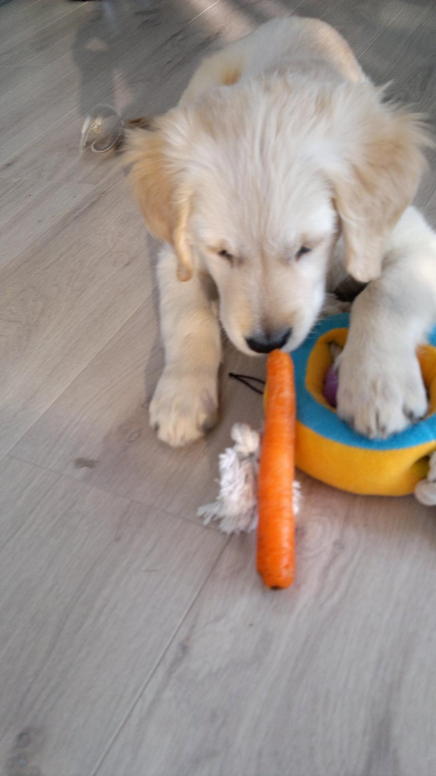 Golden retriever Silke - GULERØDDEEEER! :D♥ billede 3