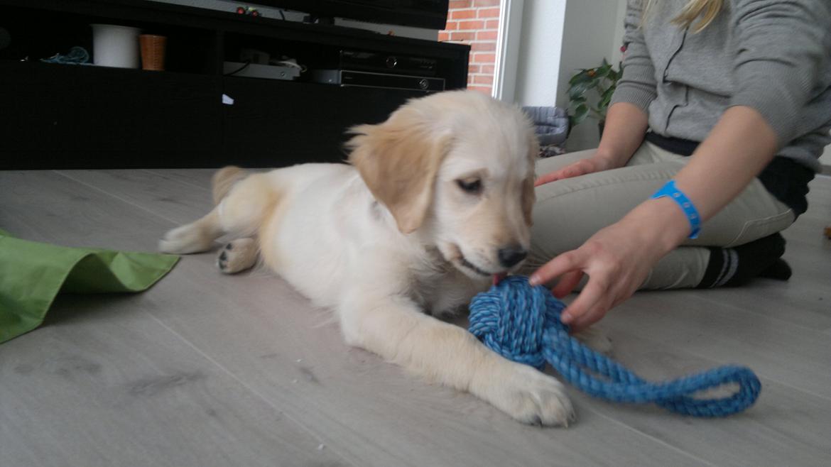Golden retriever Silke billede 4