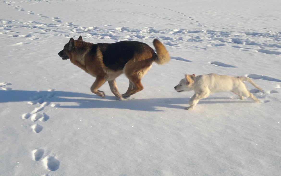 Golden retriever Silke - "Du slipper ikke af med mig, Tenna!" ♥ billede 5