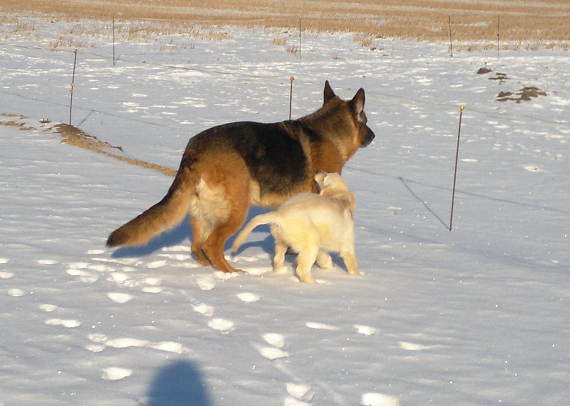Golden retriever Silke billede 6