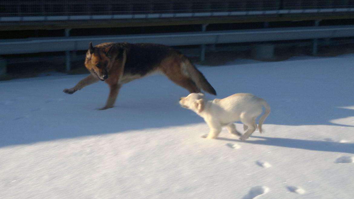 Golden retriever Silke - "Nej, du skal ikke tro du er hurtig, Tenna!"♥ billede 7