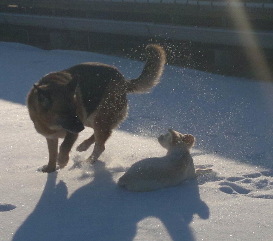 Golden retriever Silke billede 8