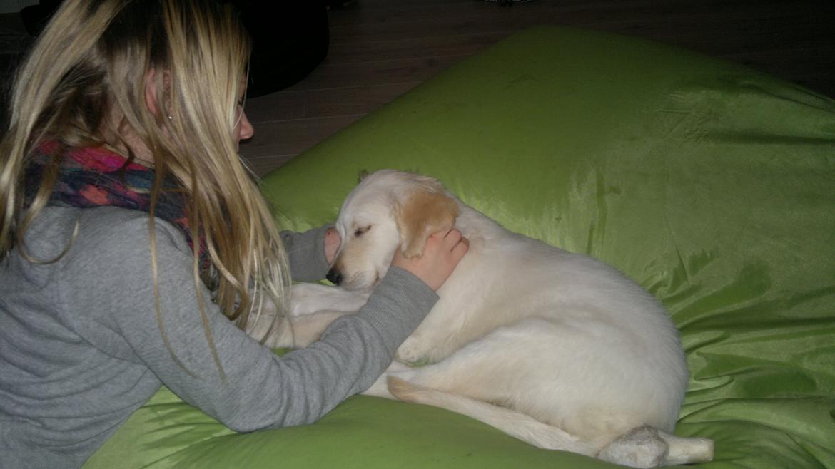 Golden retriever Silke - Hygge, var?<3 billede 10