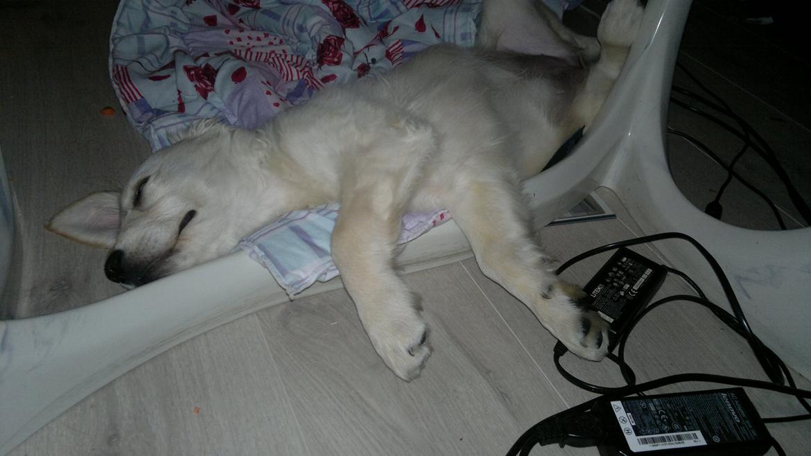 Golden retriever Silke billede 11