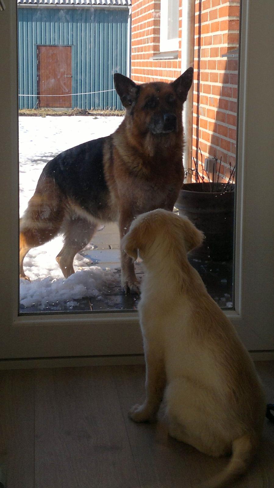 Golden retriever Silke billede 12