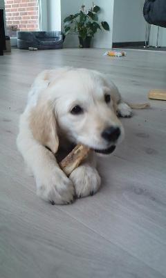 Golden retriever Silke - "Det er min! Min siger jeg!♥" billede 14
