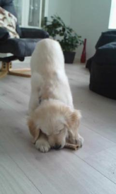 Golden retriever Silke - Nummeren i vejret!♥ billede 15