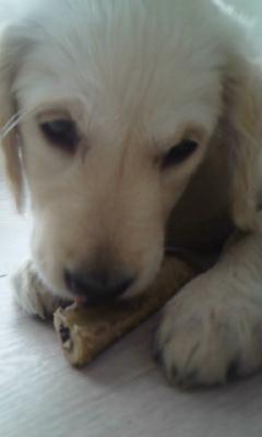 Golden retriever Silke - Nuurh!♥ billede 16