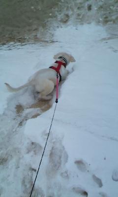 Golden retriever Silke - Dyb sne, dyb sne!♥ Hjæææælp!♥ billede 17