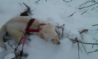 Golden retriever Silke - "Hallo, kan jeg få noget hjælp her?"♥ billede 18