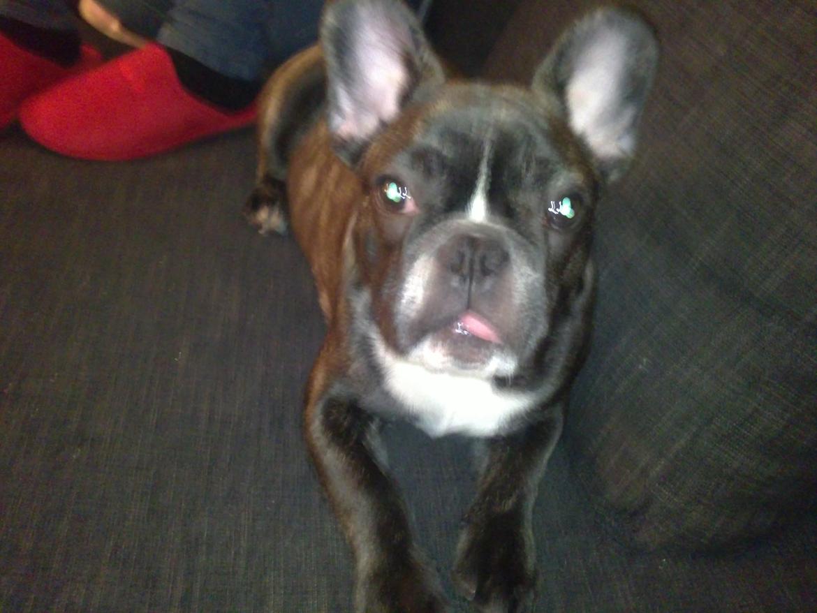 Fransk bulldog Anton billede 10