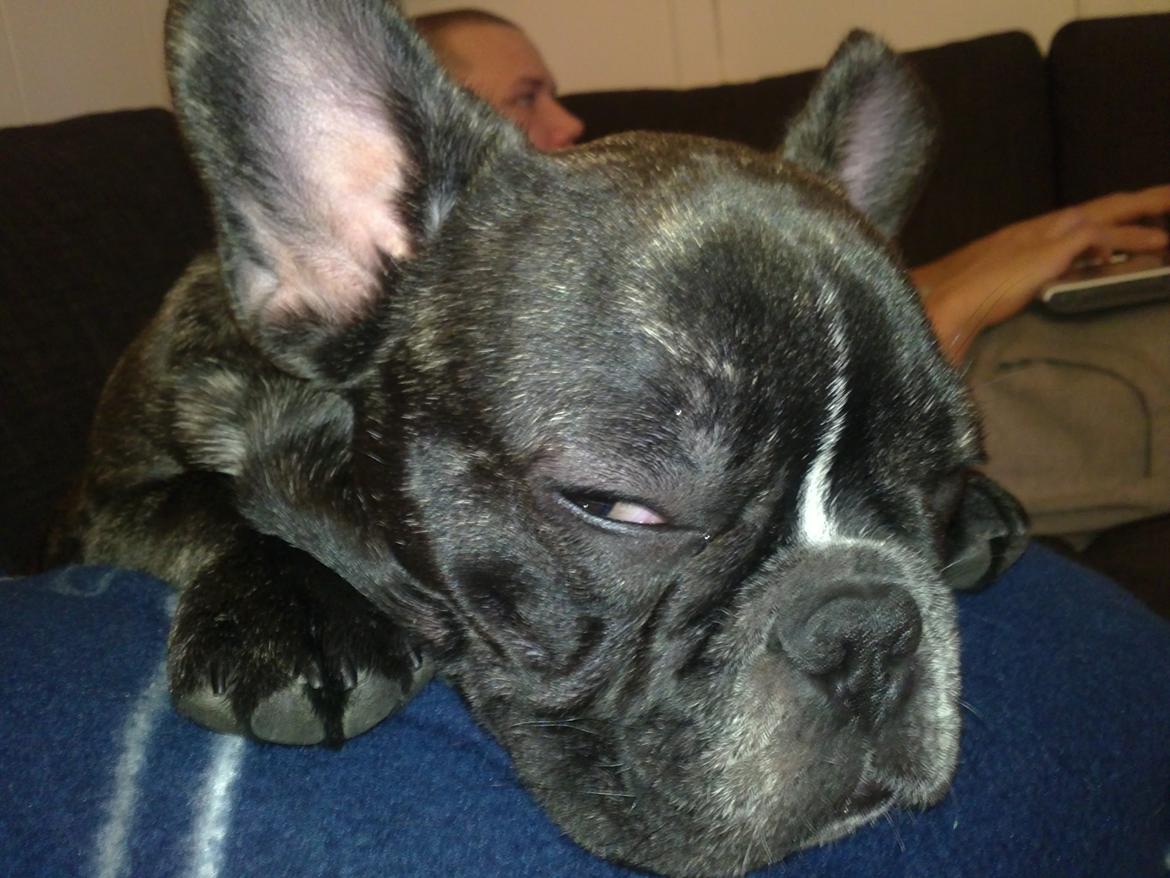 Fransk bulldog Anton billede 2