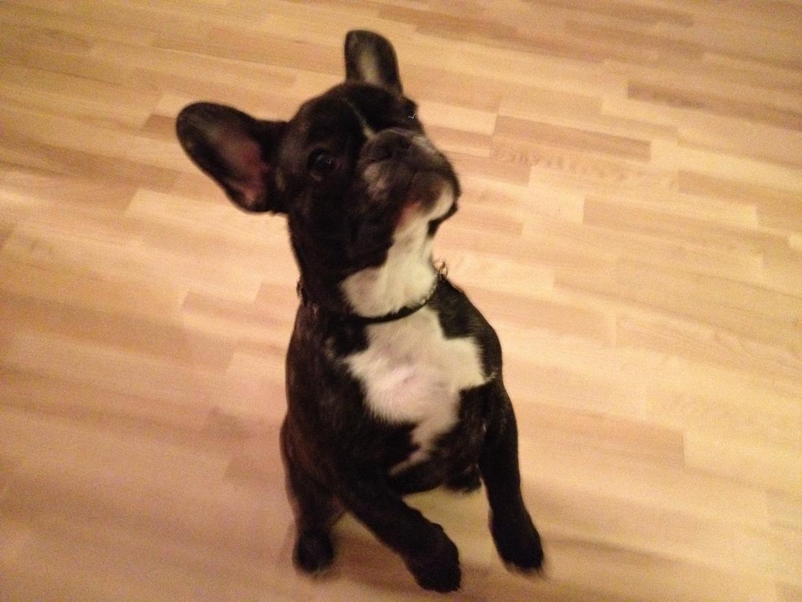 Fransk bulldog Anton billede 3