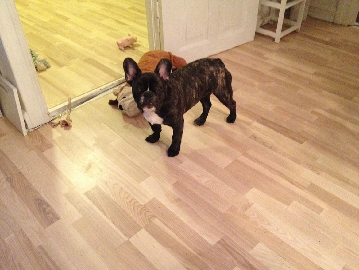 Fransk bulldog Anton billede 4