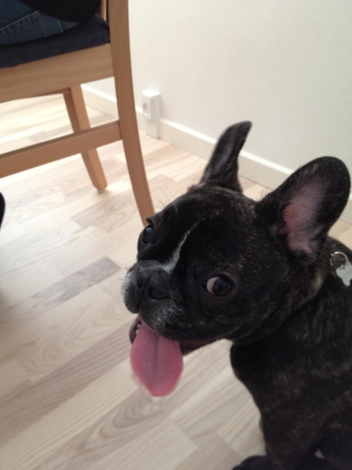 Fransk bulldog Anton billede 5