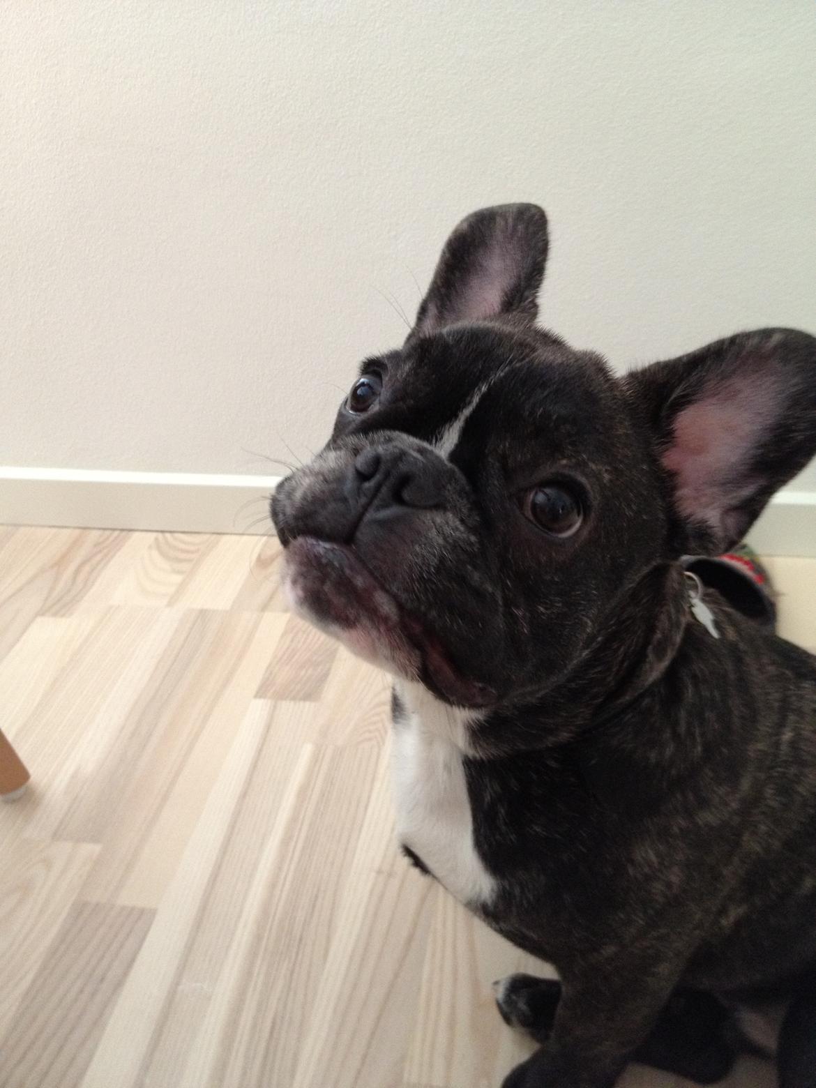 Fransk bulldog Anton billede 6