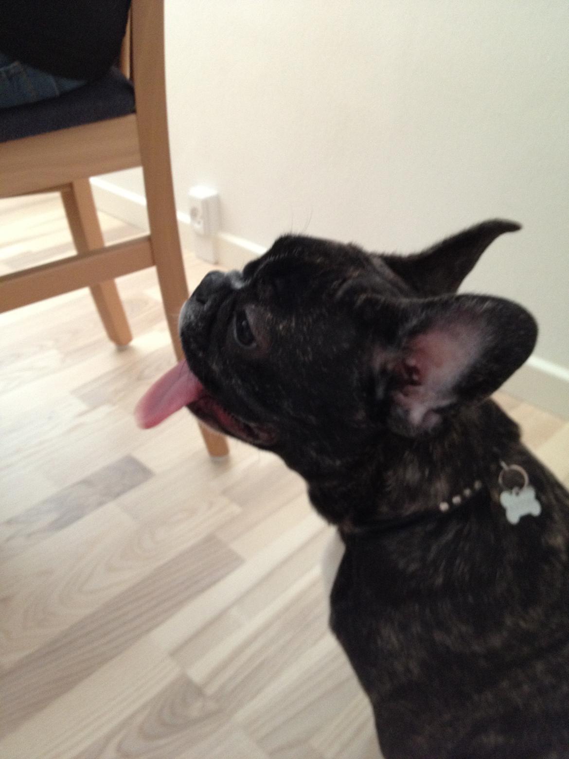 Fransk bulldog Anton billede 7