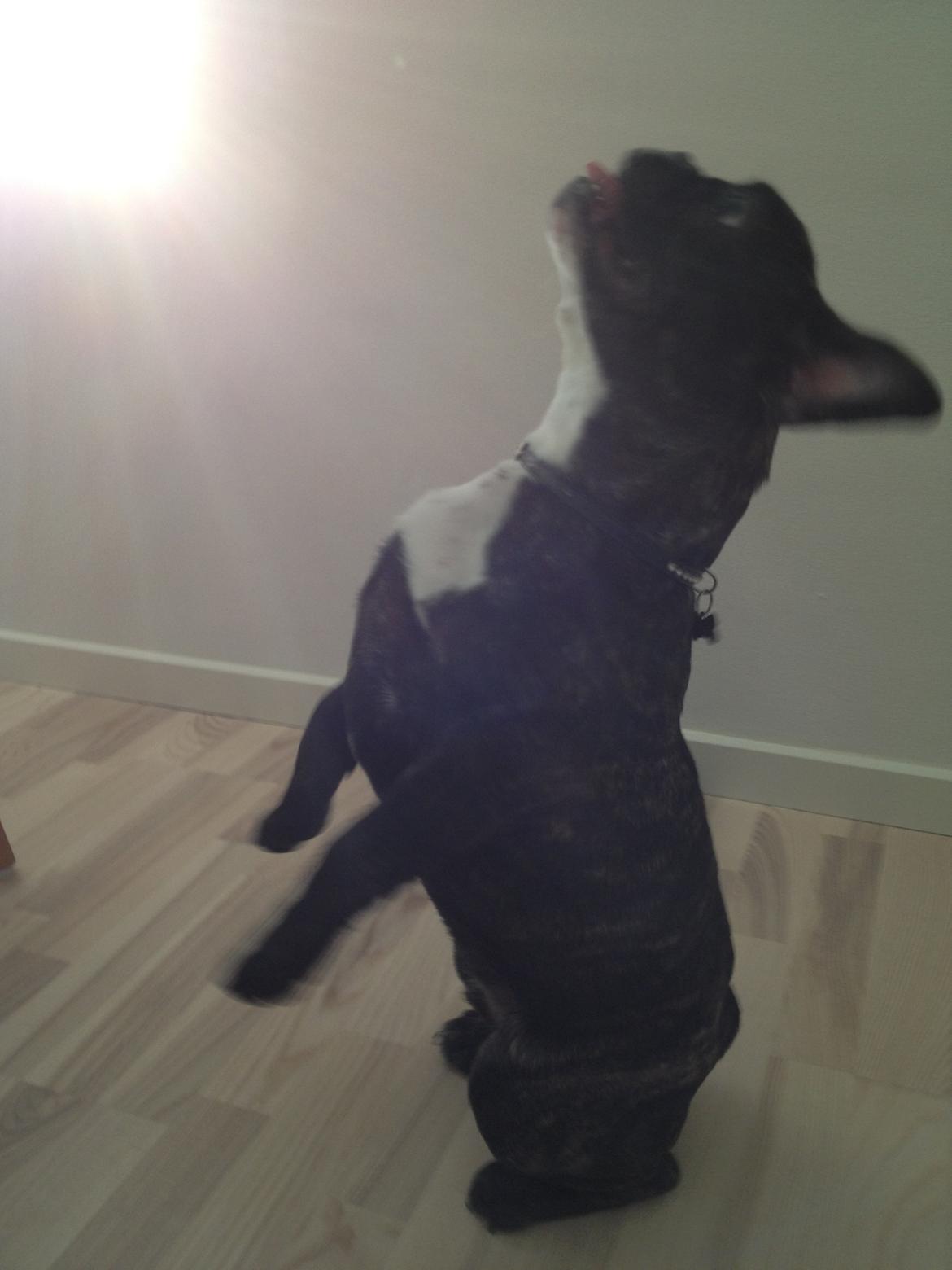 Fransk bulldog Anton billede 8