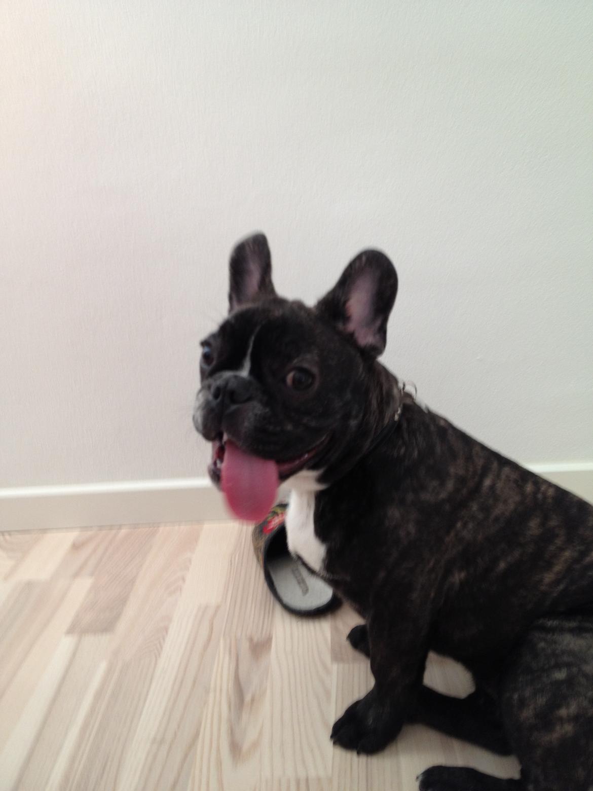 Fransk bulldog Anton billede 9