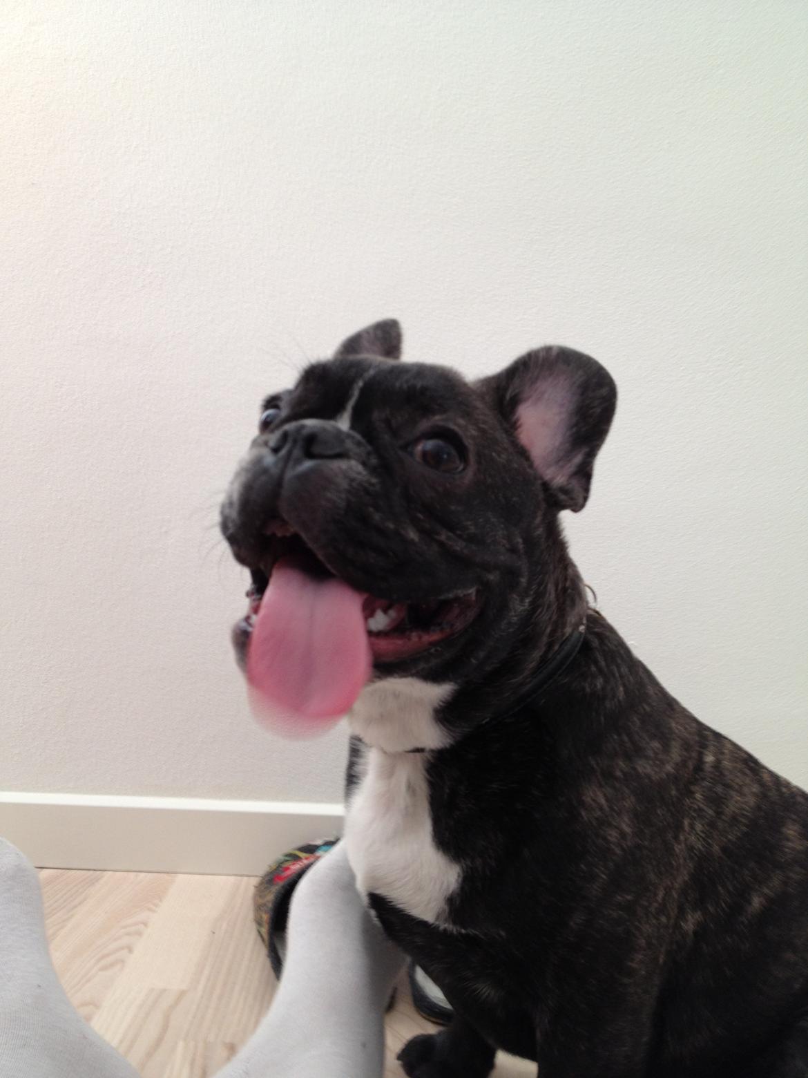 Fransk bulldog Anton billede 1