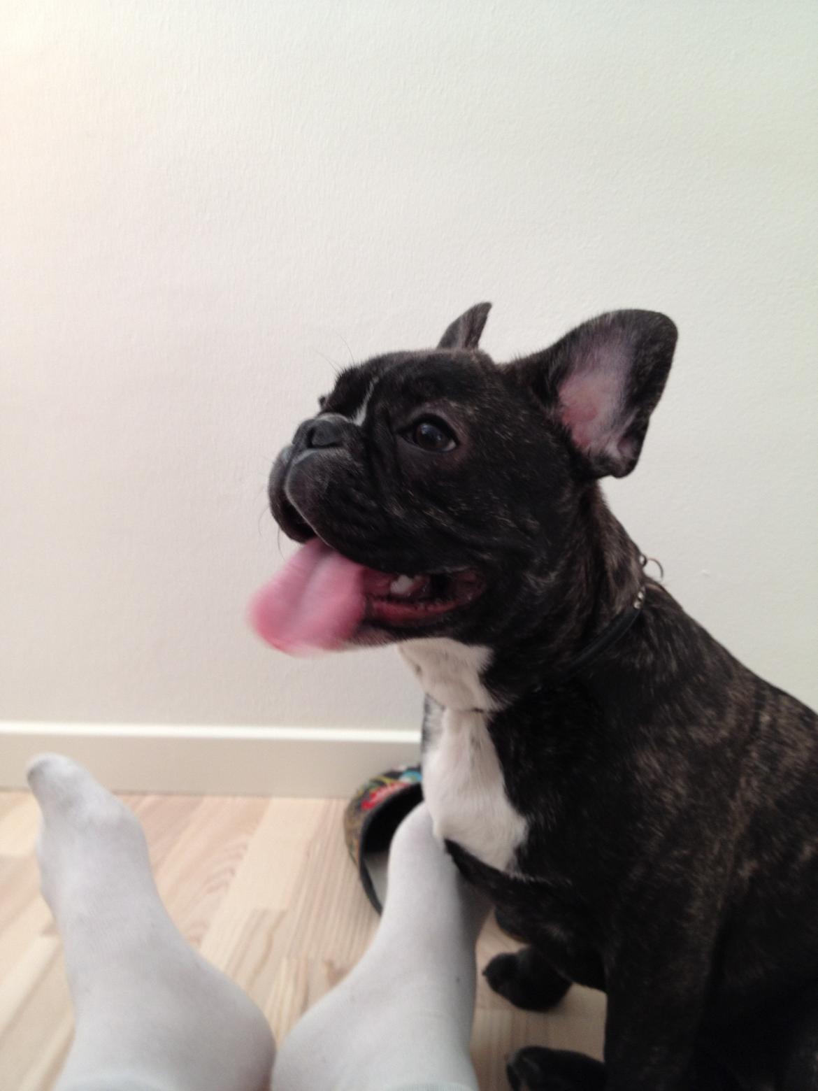 Fransk bulldog Anton billede 11