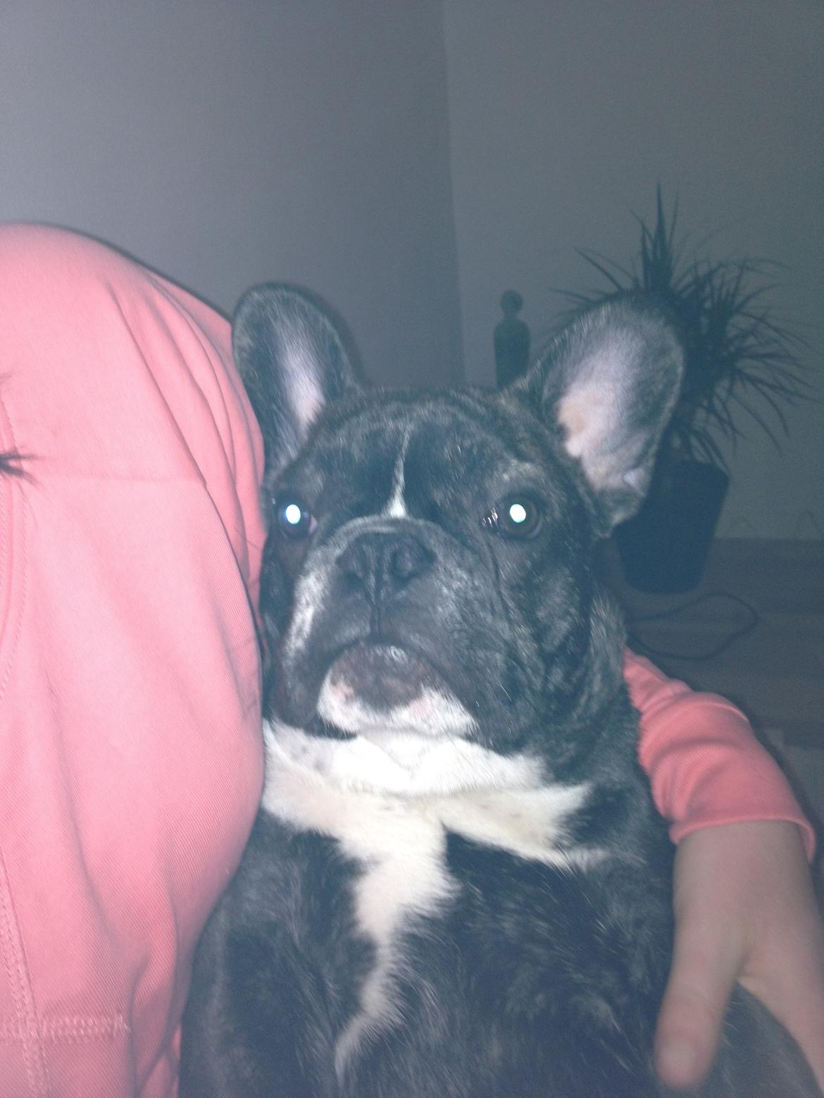 Fransk bulldog Anton billede 12