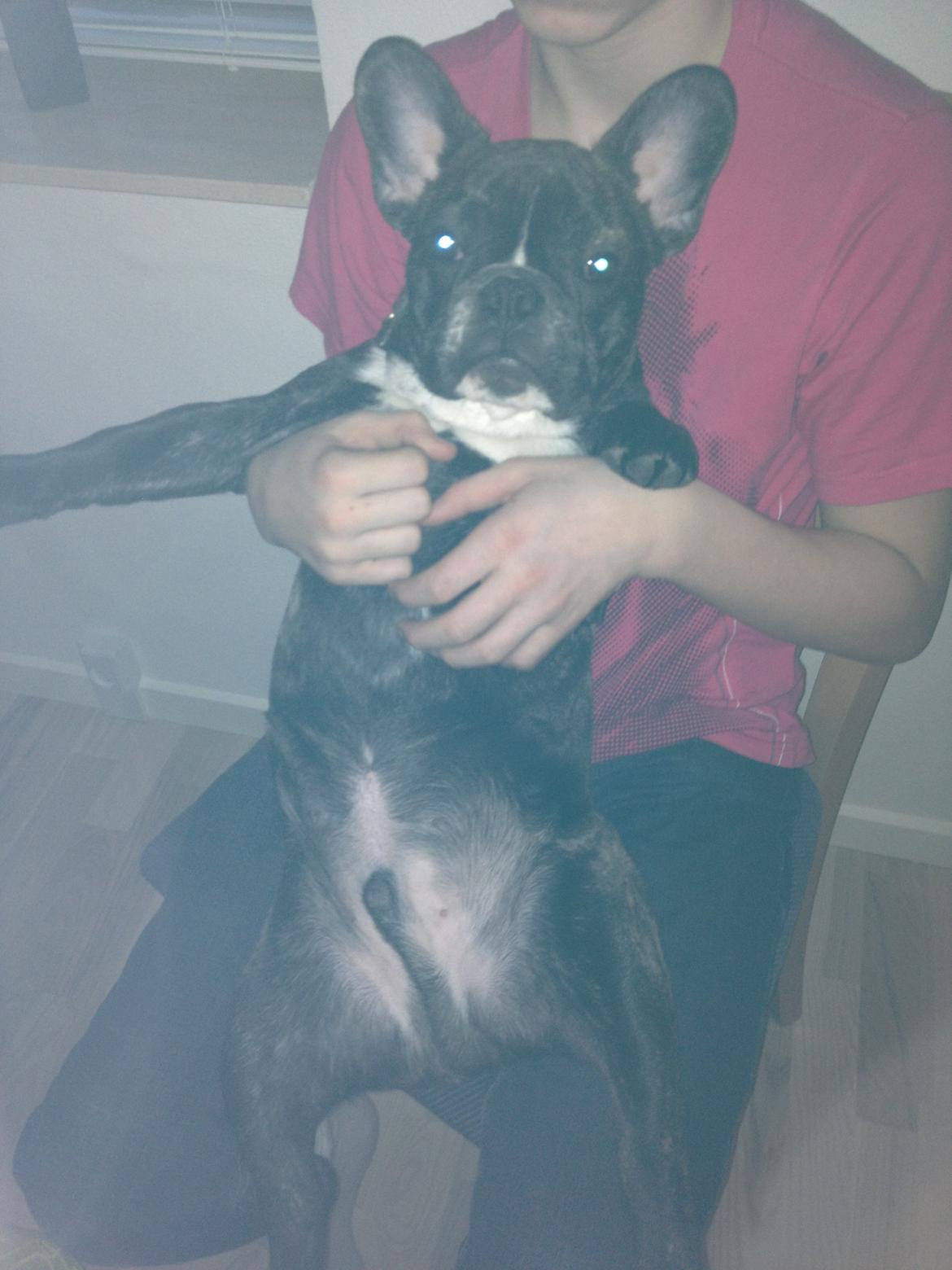 Fransk bulldog Anton billede 13