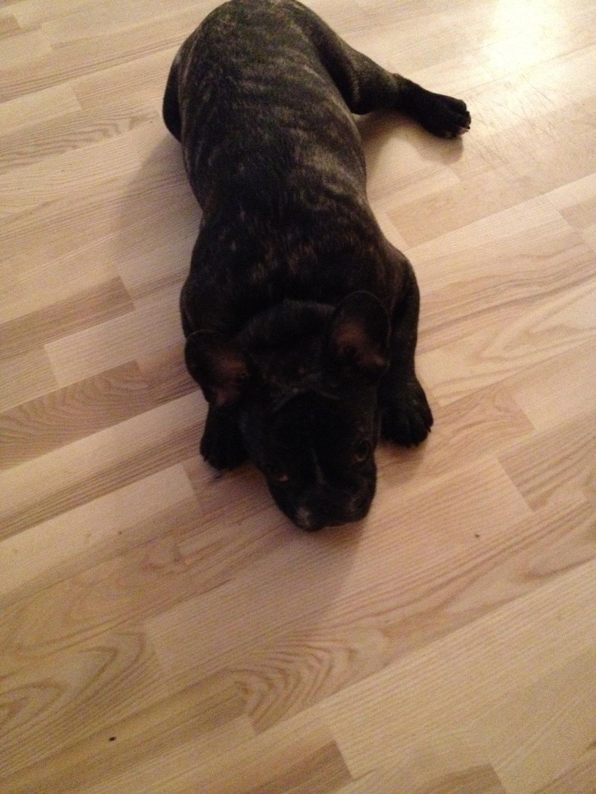 Fransk bulldog Anton billede 14