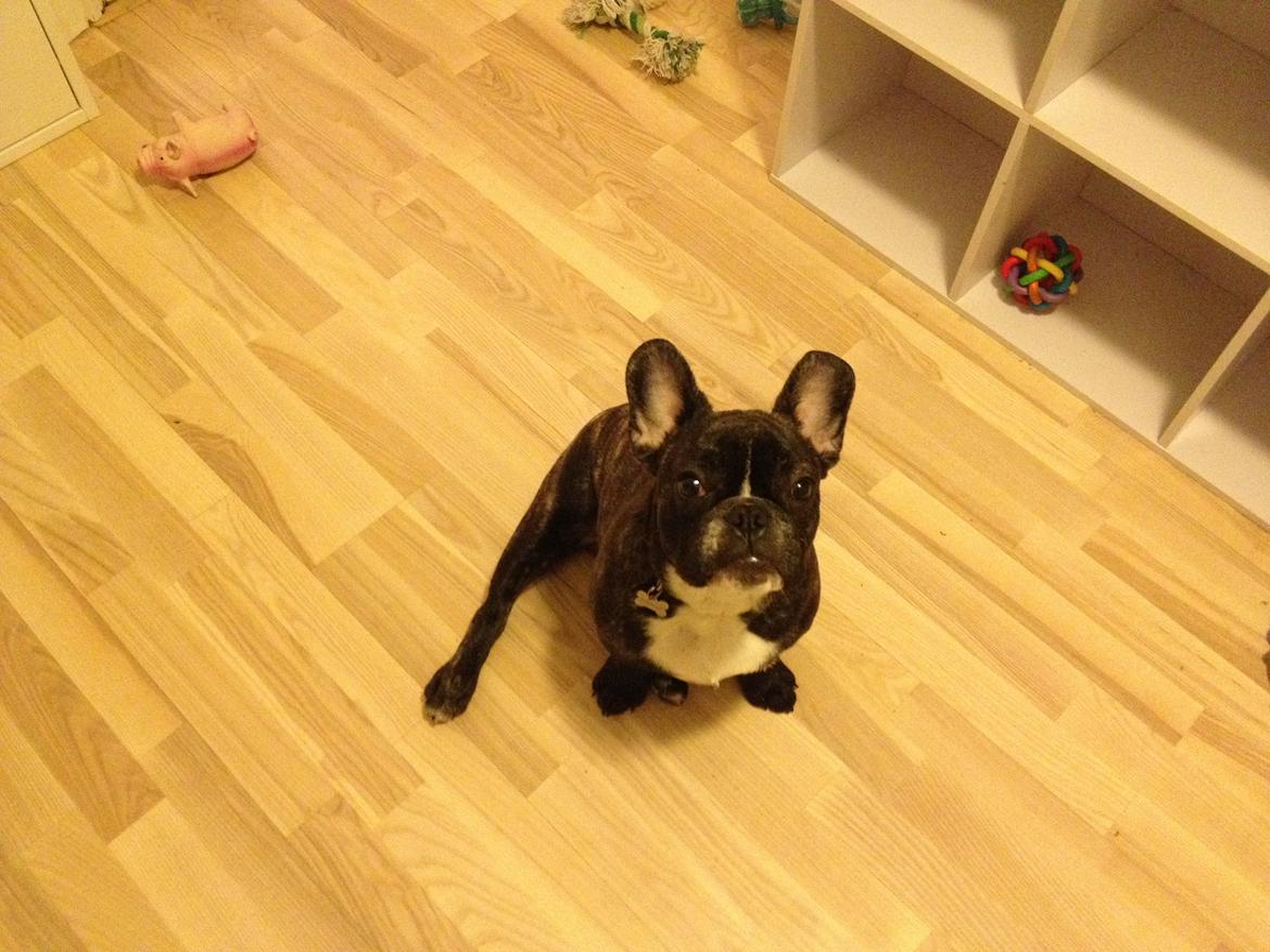 Fransk bulldog Anton billede 15