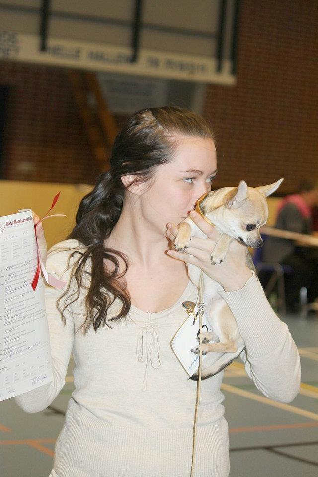 Chihuahua Frk Kvistes Brianna *Bindi* - *KYS* Udstilling den 18/2-2012, lige fået anden SL og dermed blevet Hvalpe champion! billede 45