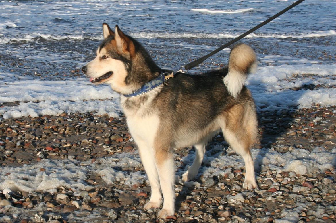Alaskan malamute Theis - På stranden efter træning i Tisvilde hegn billede 20