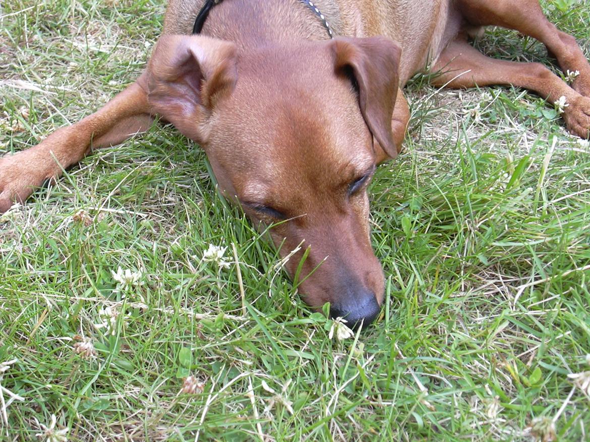 Dvaergpinscher Tiny tino - En dejlig sommerdag skal man da ligge udenfor i solen  billede 2