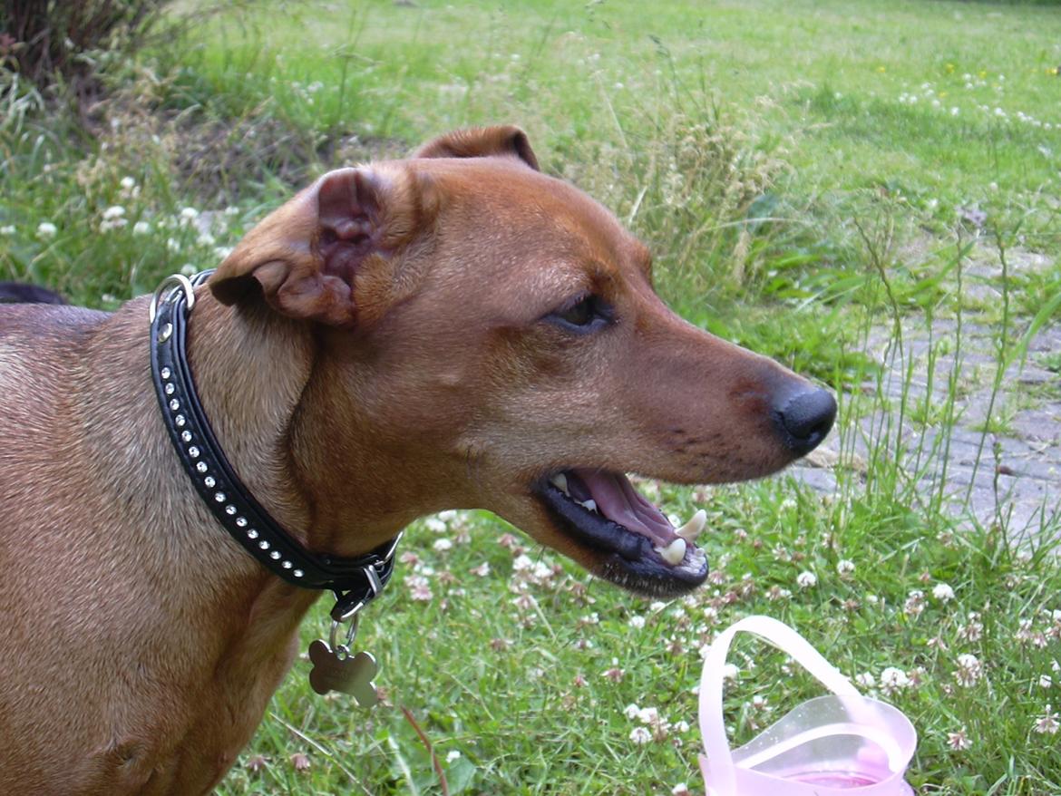 Dvaergpinscher Tiny tino - Tiny tino udenfor en sommerdag <3 billede 6