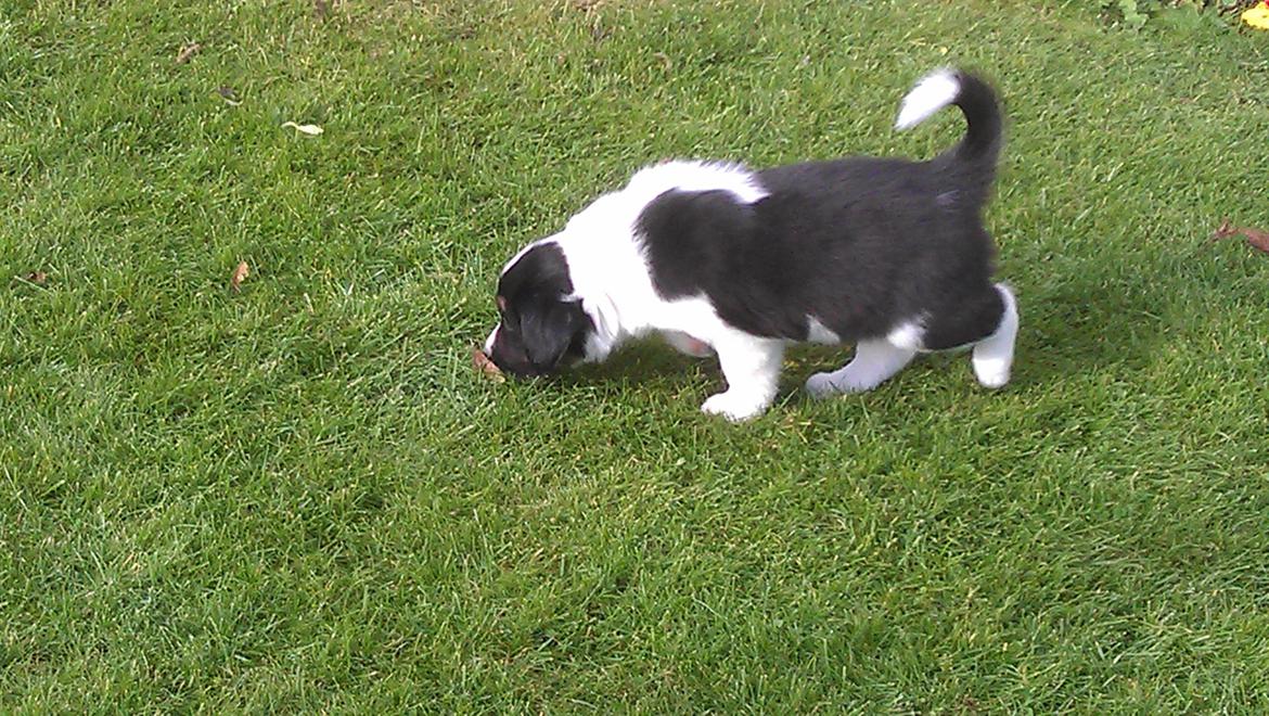 Border collie Caddie billede 1