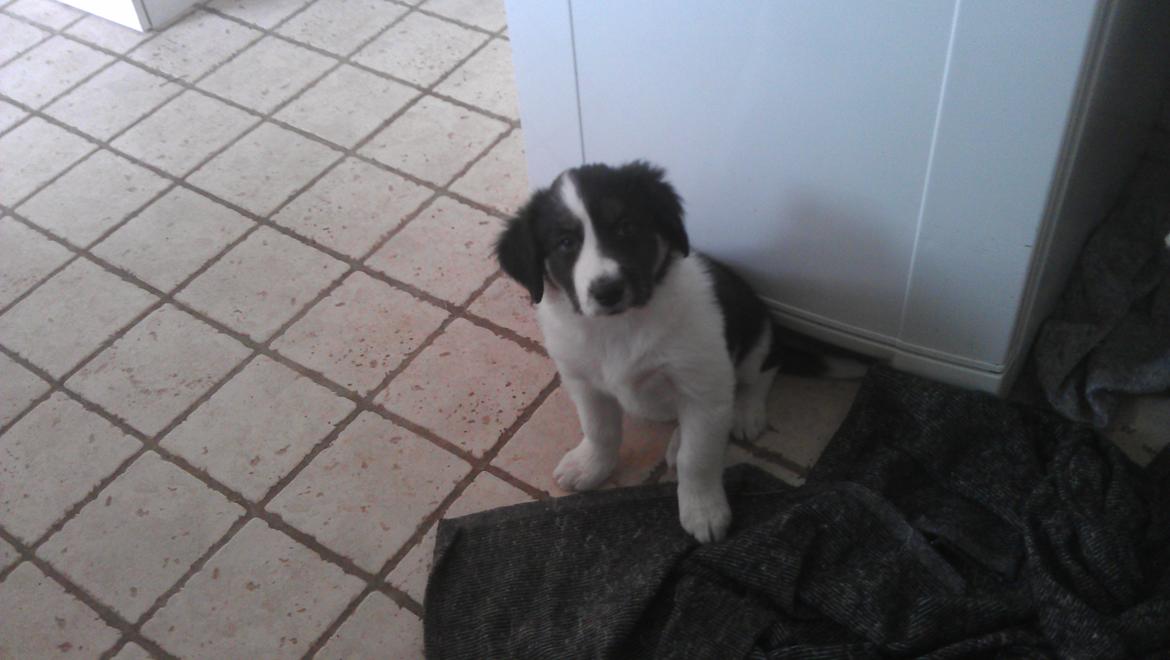 Border collie Caddie billede 2