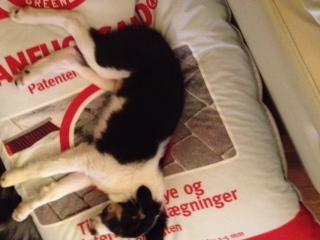 Border collie Caddie billede 3