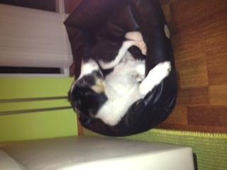 Border collie Caddie billede 4