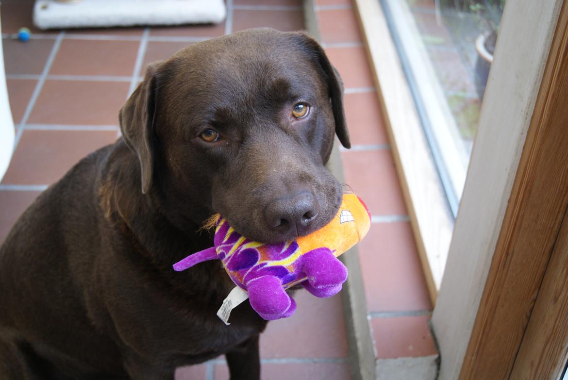 Labrador retriever Balder | Verdens bedste! <3 billede 13