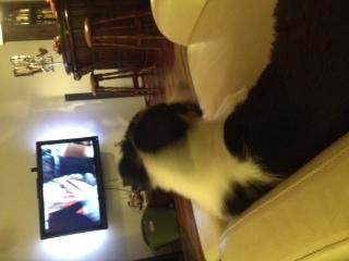 Border collie Caddie billede 5