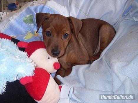 Dvaergpinscher Tiny tino - Da Tiny tino var lille<3<3 billede 5