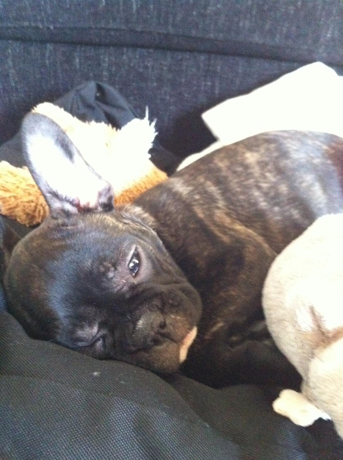 Fransk bulldog Bella (Bella von prut) billede 1