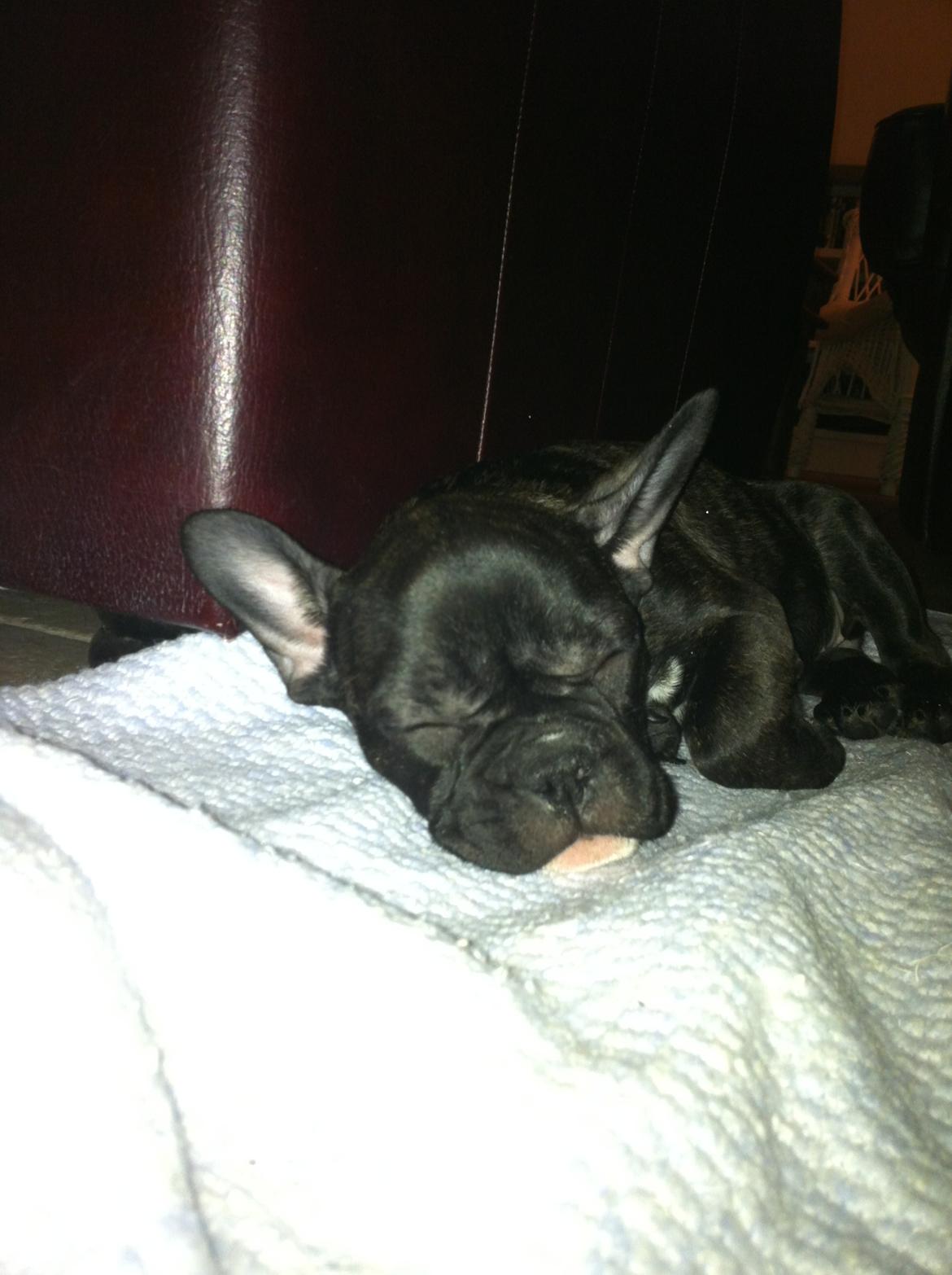 Fransk bulldog Bella (Bella von prut) billede 2