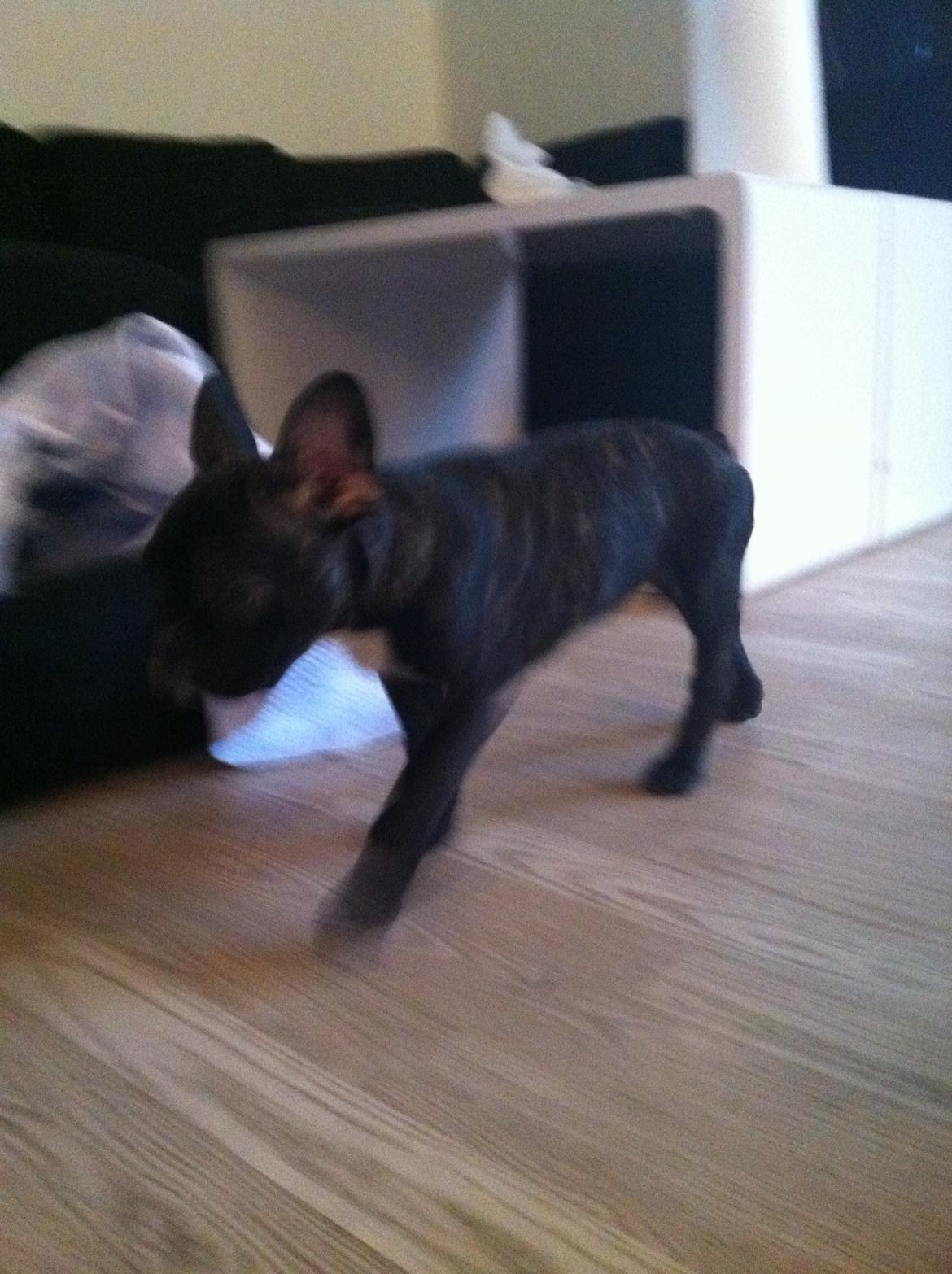 Fransk bulldog Bella (Bella von prut) billede 3